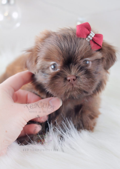 For Sale #332 Teacup Puppies Shih Tzu Puppy