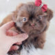 For Sale #332 Teacup Puppies Shih Tzu Puppy