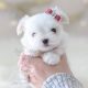 Teacup Maltese Puppies For Sale