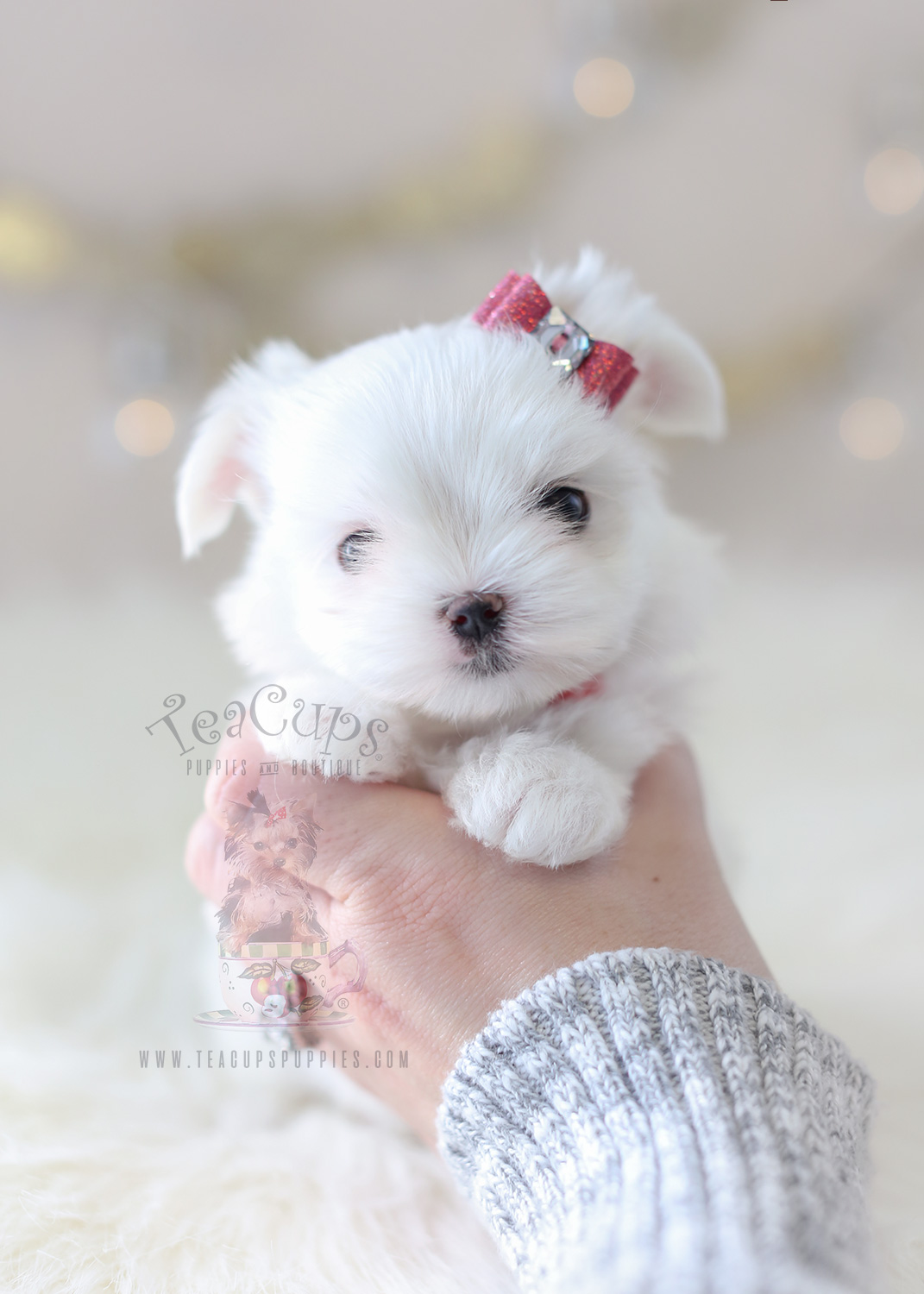 Teacup Maltese Puppies For Sale