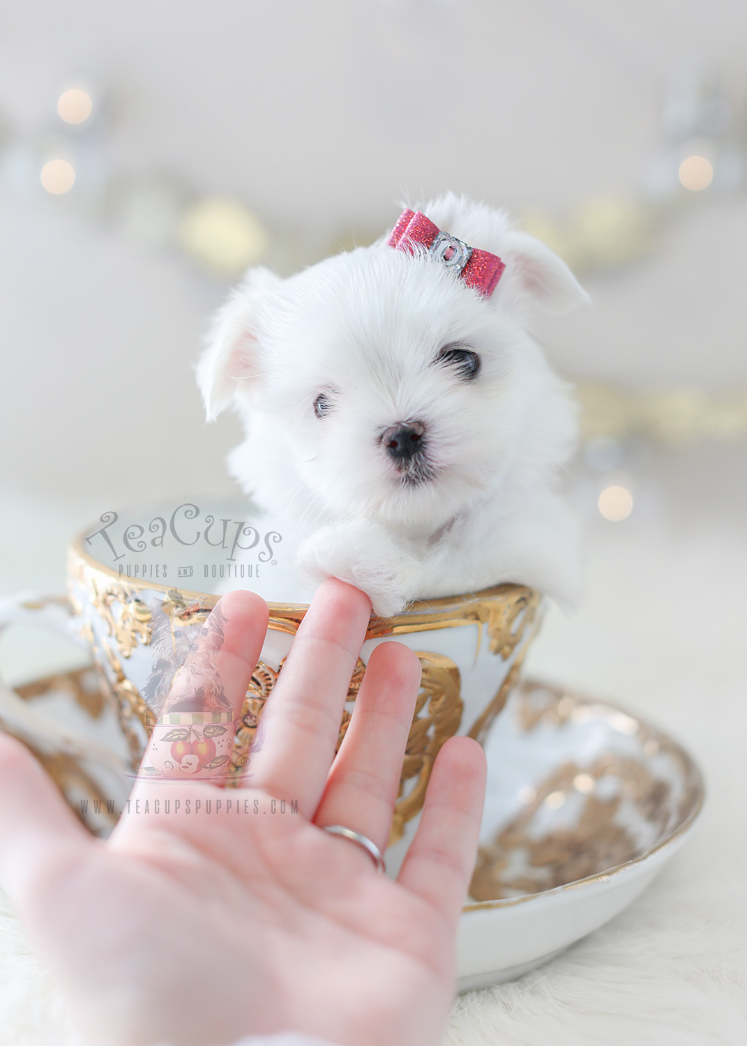 Teacup Puppies TeaCup Maltese Puppy