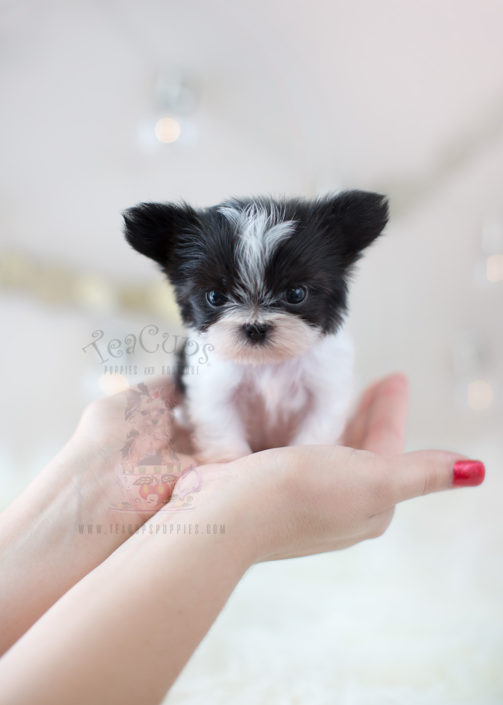 Mi Ki Teacup Puppies Boutique