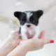 Teacup Miki Puppies For Sale
