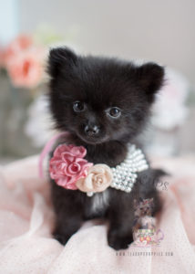 Teacup Pomeranians and Toy Pomeranian Puppies For Sale
