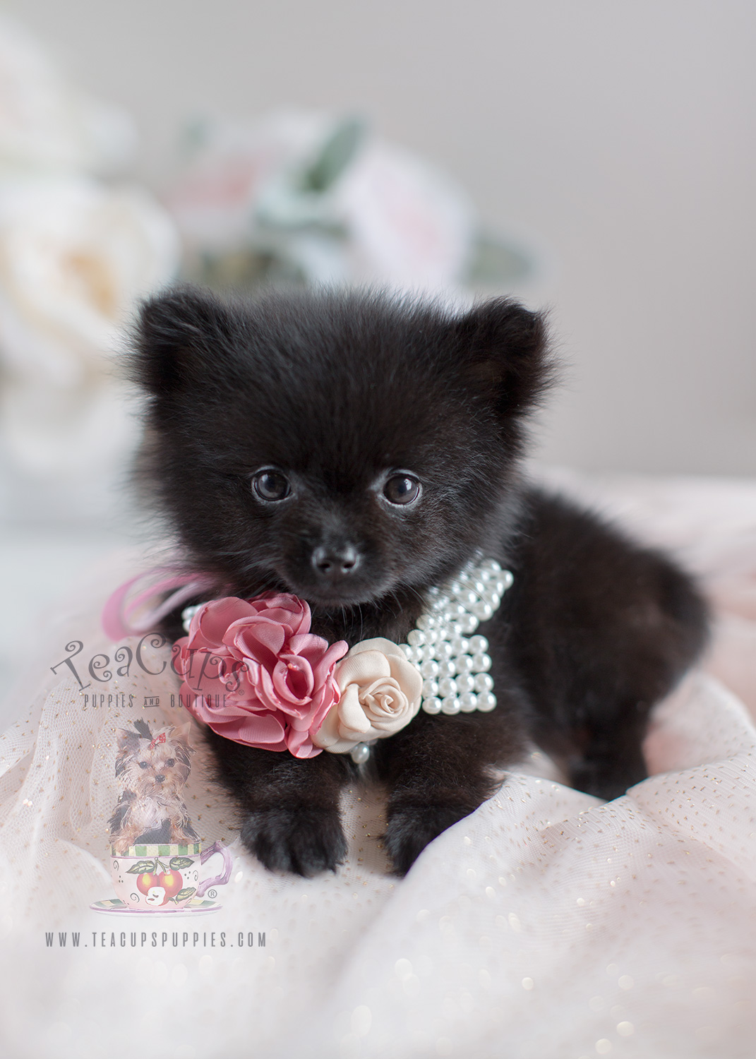 Adorable Pomeranian Black Teacup Dog