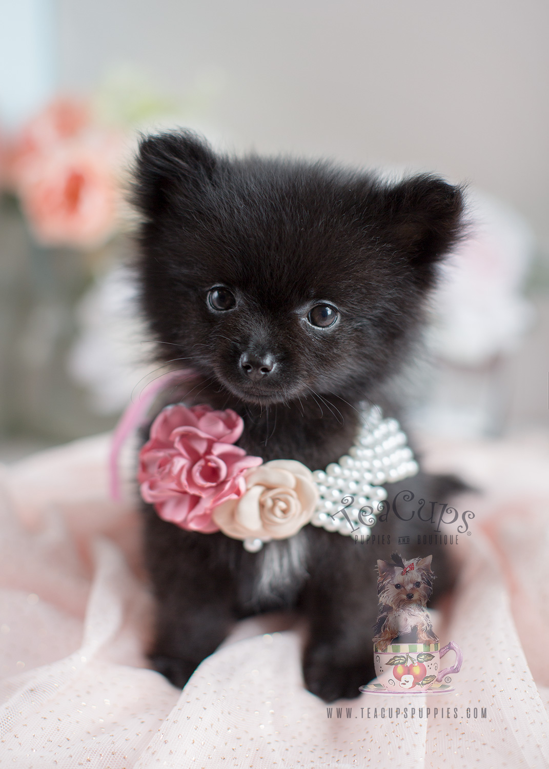 teacup toy pom puppies