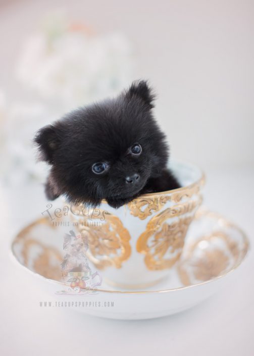 Beautiful Pomeranian Puppy
