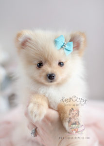 Pomeranian Puppy For Sale