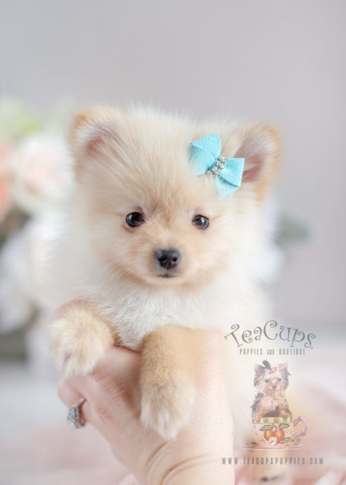 Tiny Teacup Pomeranian Puppies Teacups, Puppies & Boutique