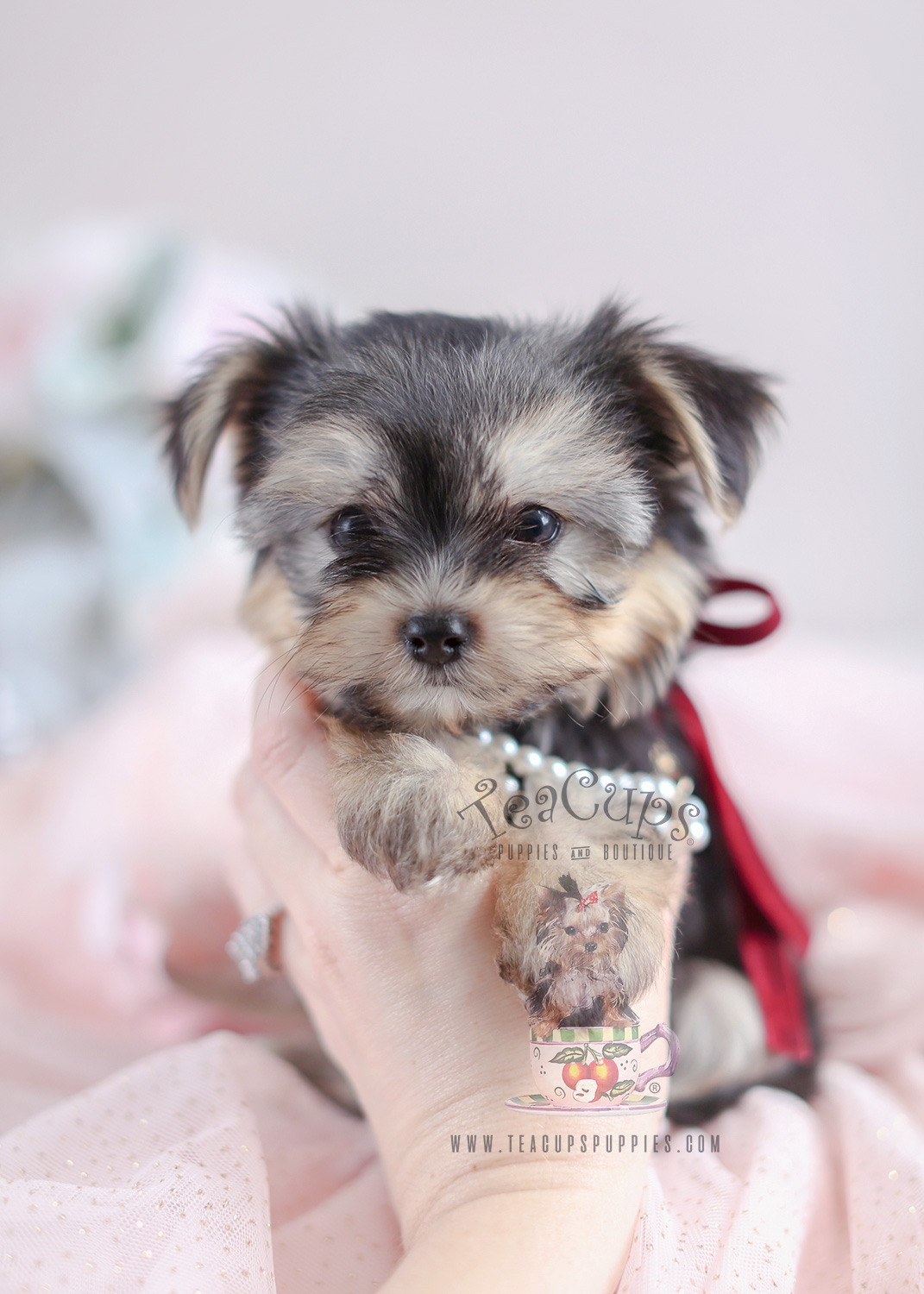 cute morkie puppies