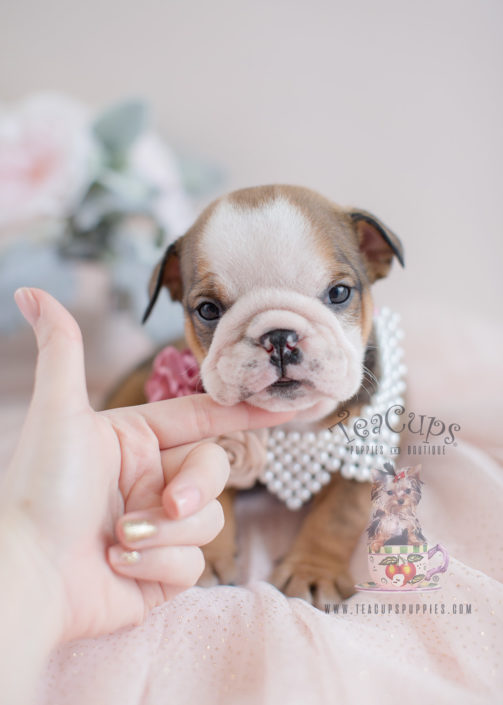 teacup bulldog full grown size