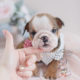 English Bulldog Puppy For Sale at TeaCup Puppies
