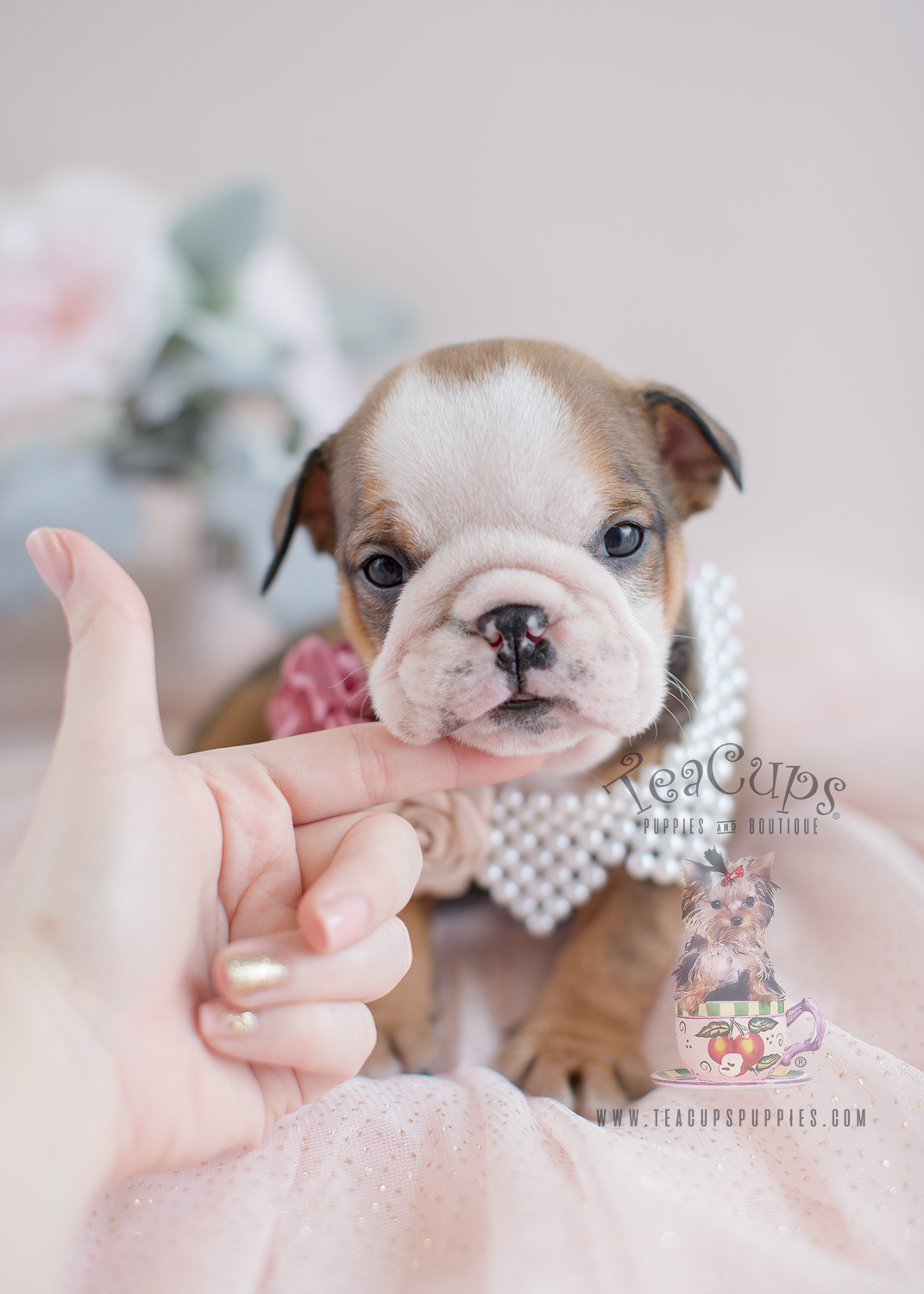 English Bulldog Puppy For Sale at TeaCup Puppies