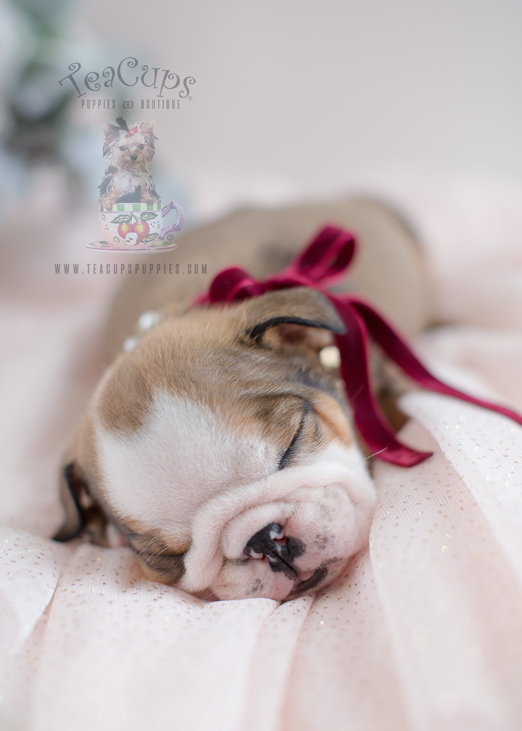 English Bulldog For Sale by Teacup Puppies