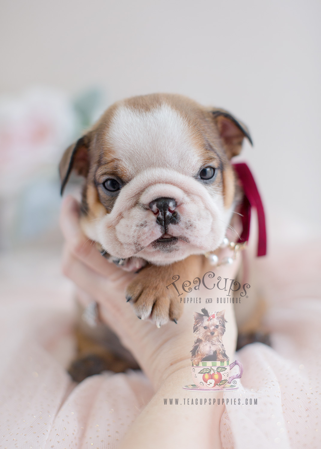 teacup english bulldog