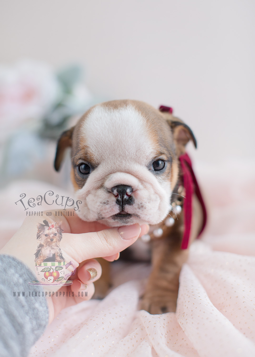 Adorable English Bulldog Puppies for Sale Teacup Puppies