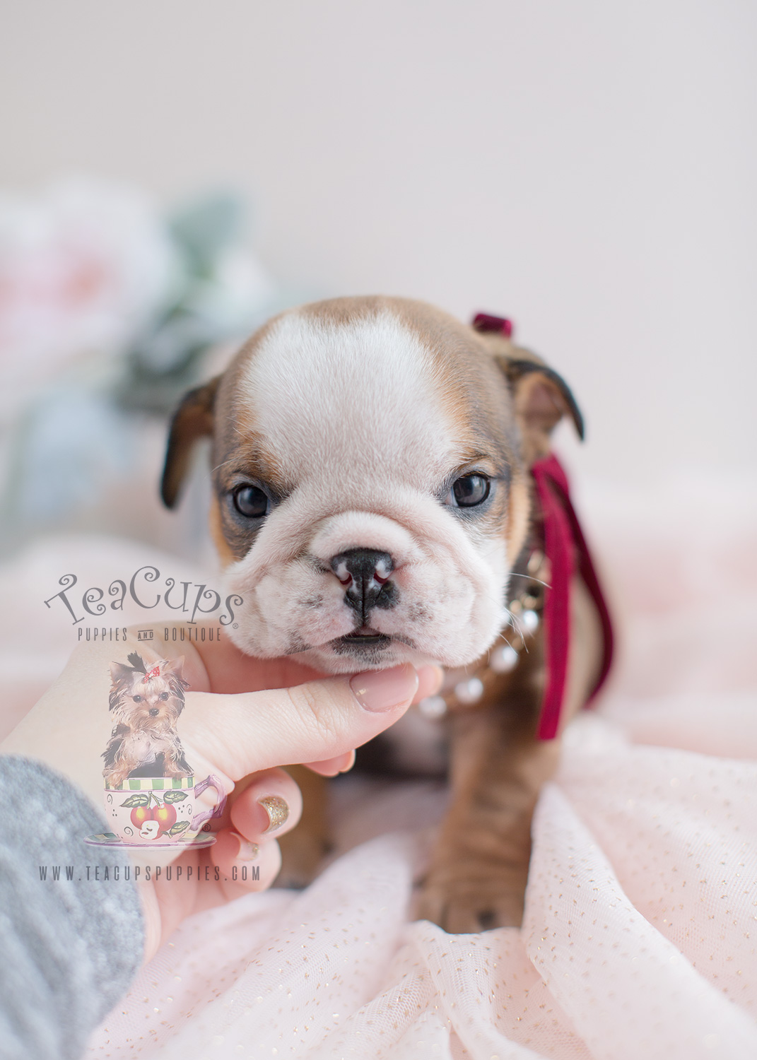 Gorgeous Mini English Bulldog Puppies Teacup Puppies