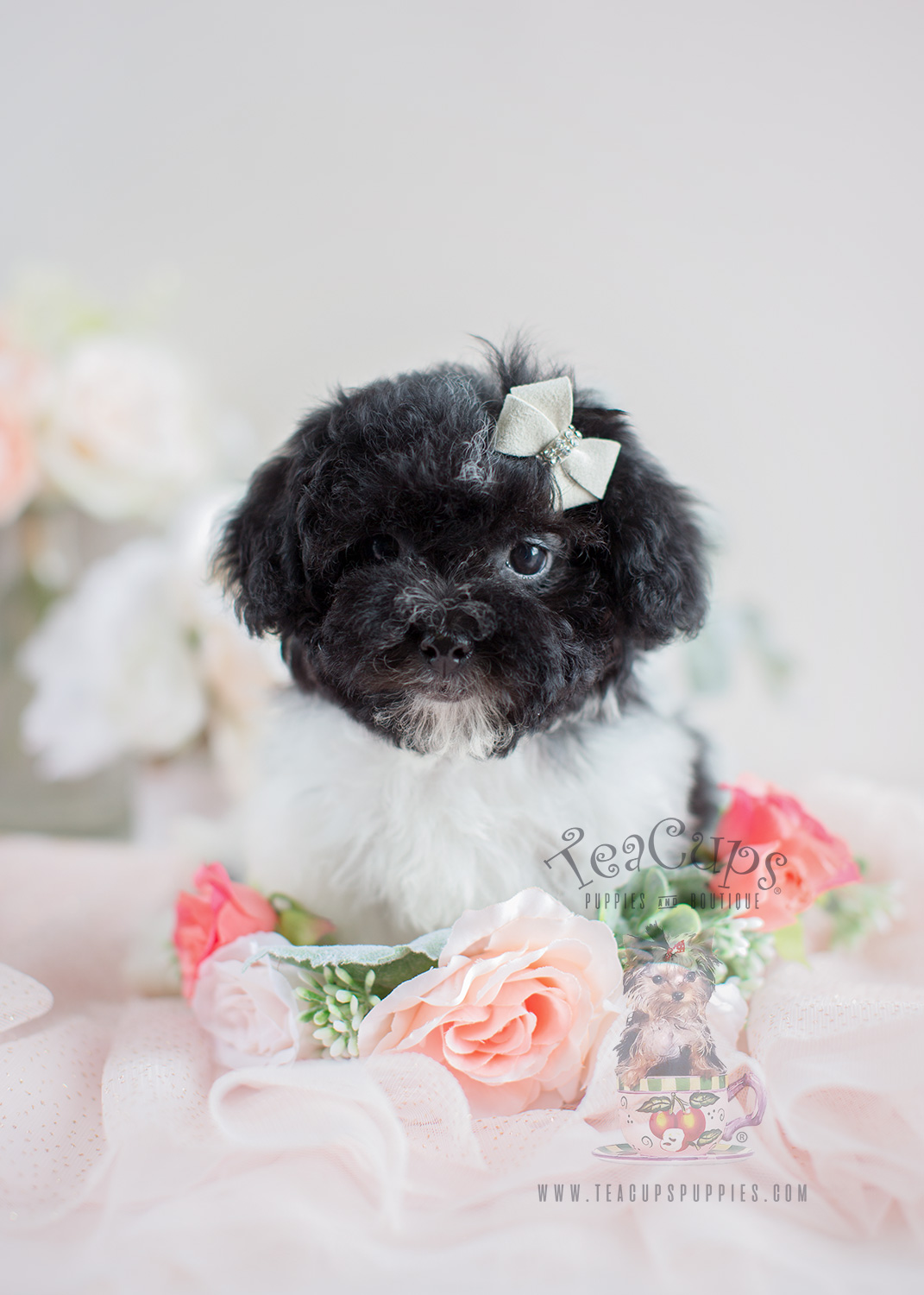 Teacup Poodles and Toy Poodles For Sale