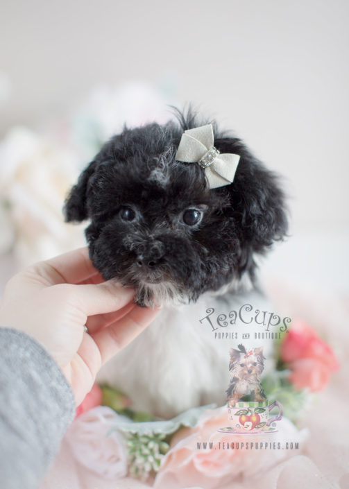 havanese poodle for sale