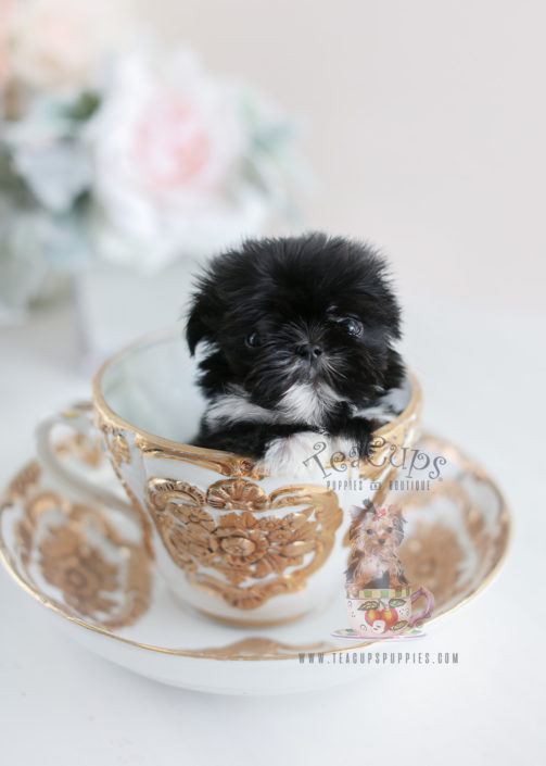 world's smallest shih tzu