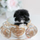Tiny Imperial Shih Tzu Puppy For Sale by Teacup Puppies
