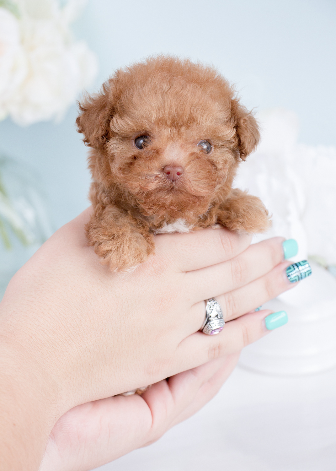 For Sale #243 Teacup Puppies Black Poodle Puppy | Teacups ...