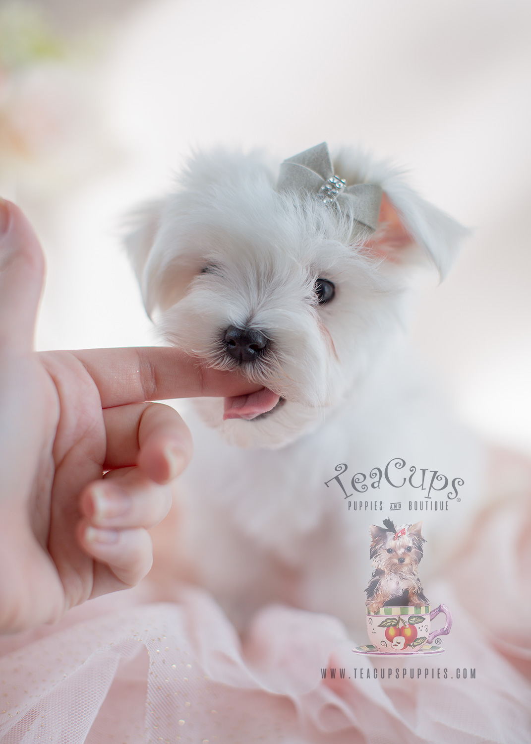 maltesepuppiesforsalesouthflorida024 Teacup Puppies & Boutique