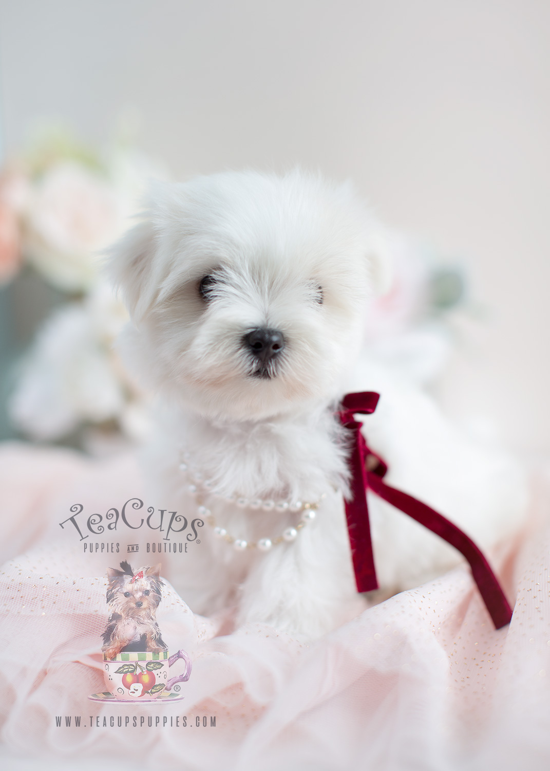 Beautiful Maltese Puppy For Sale #024