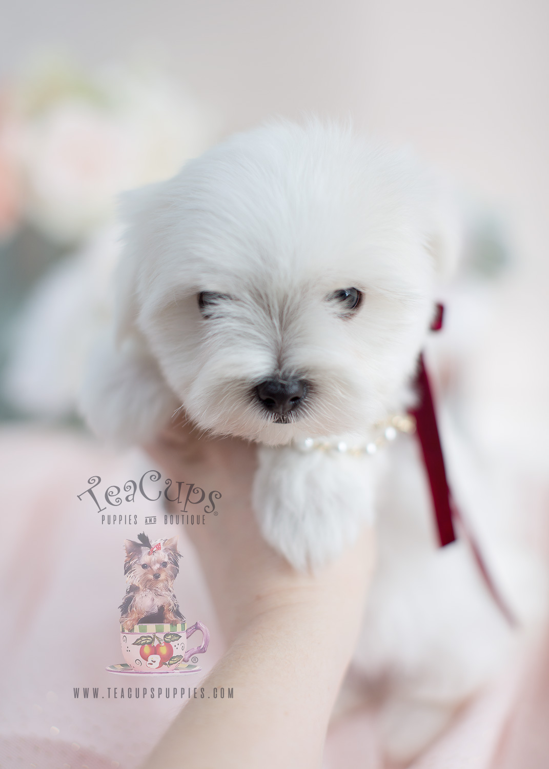 Maltese Puppies For Sale Florida