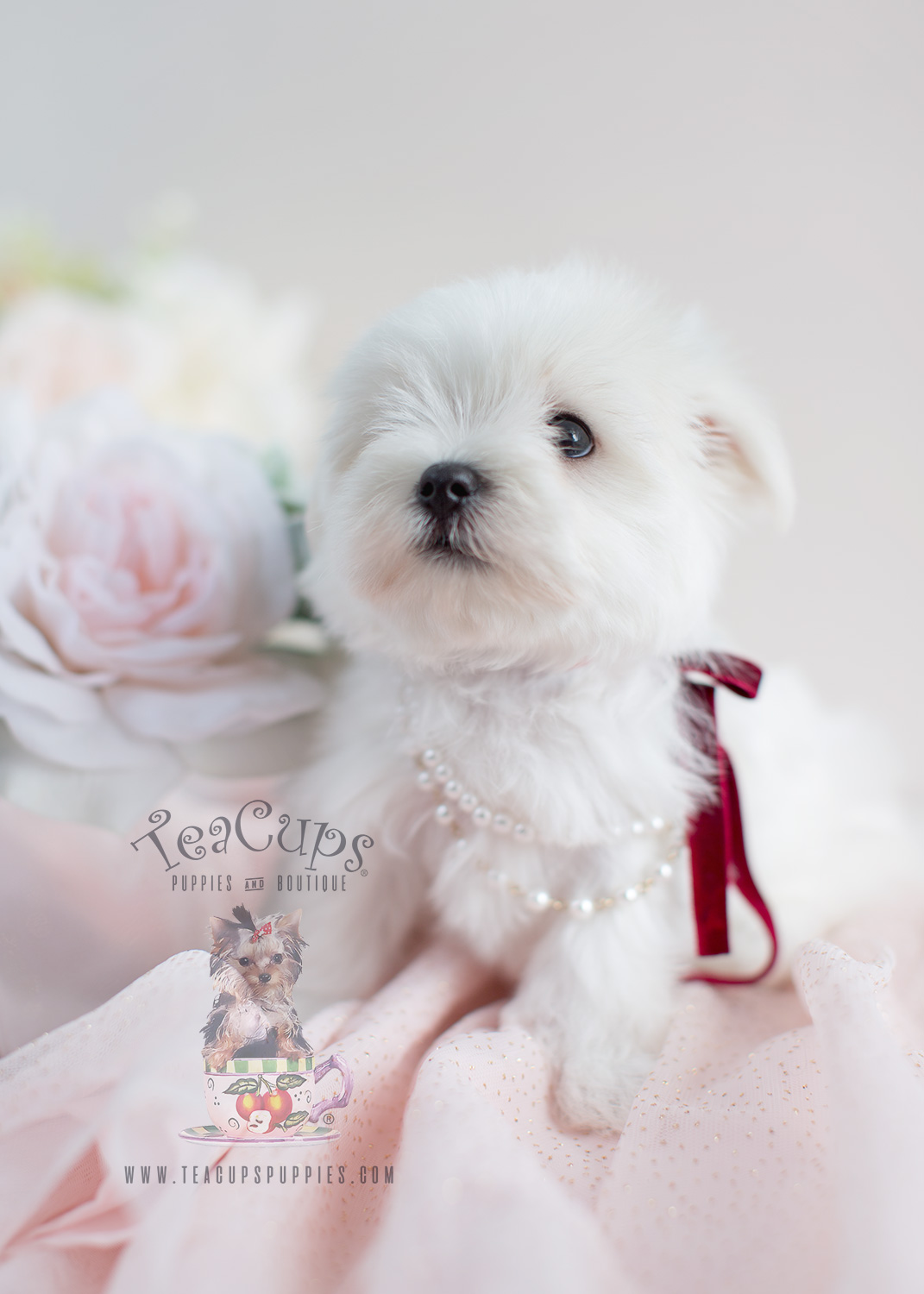 Beautiful White Maltese Puppy For Sale