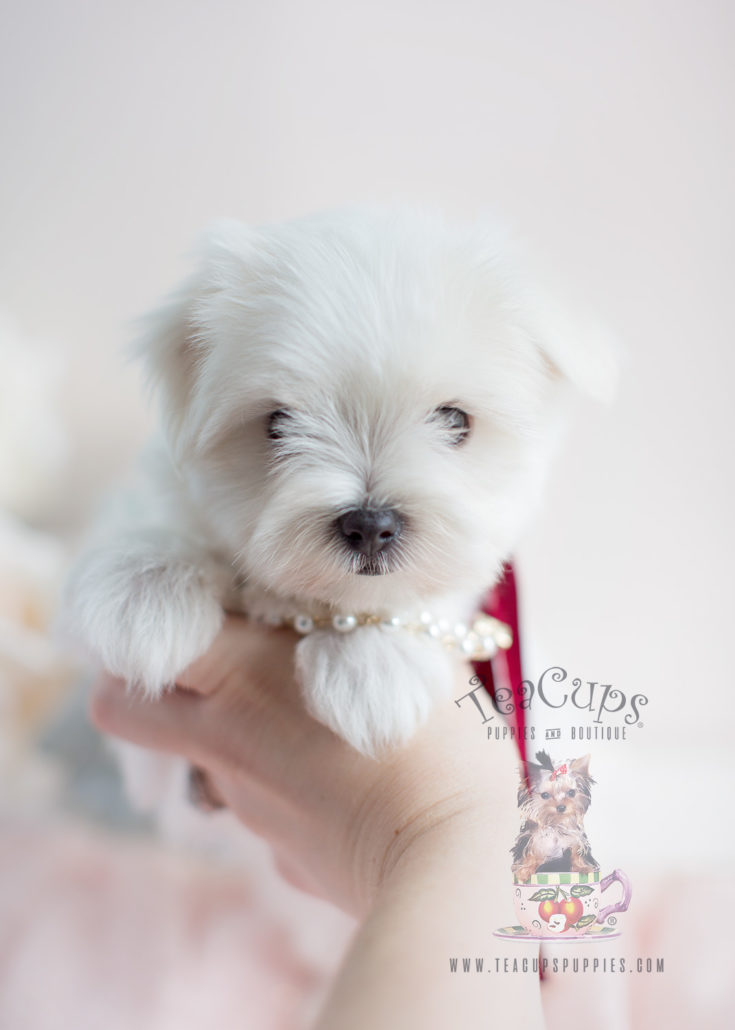 maltesepuppyforsale025southflorida Teacup Puppies & Boutique