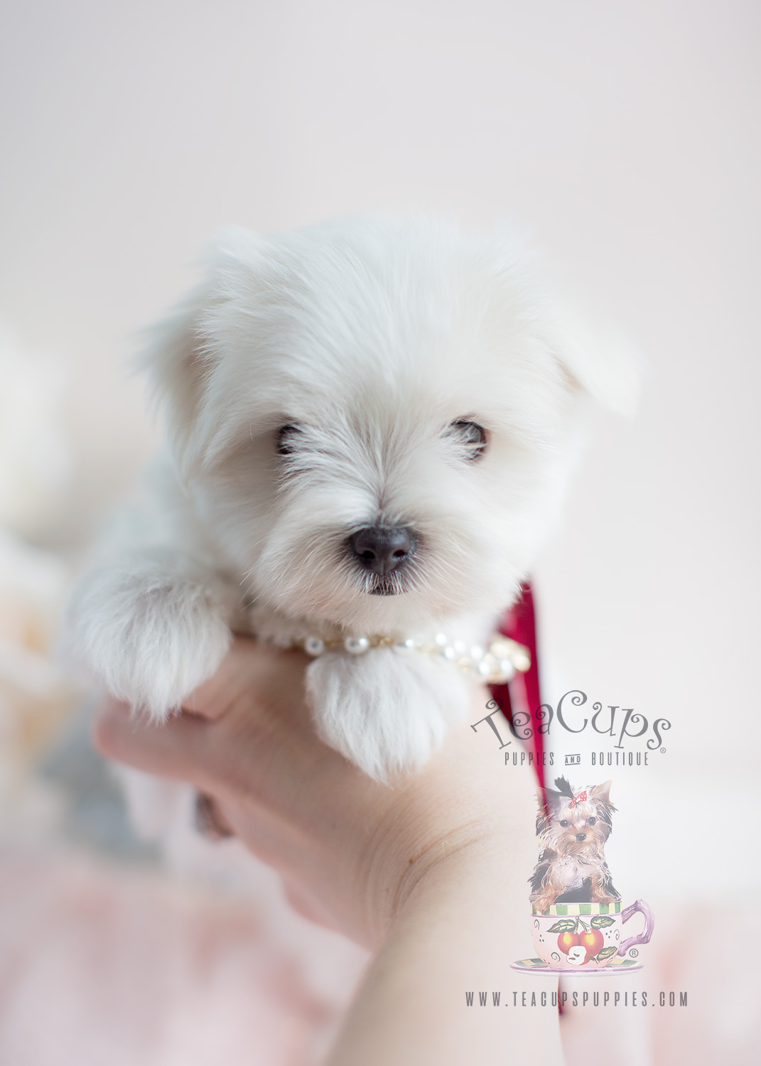 Maltese Puppies by Teacup Puppies of South Florida