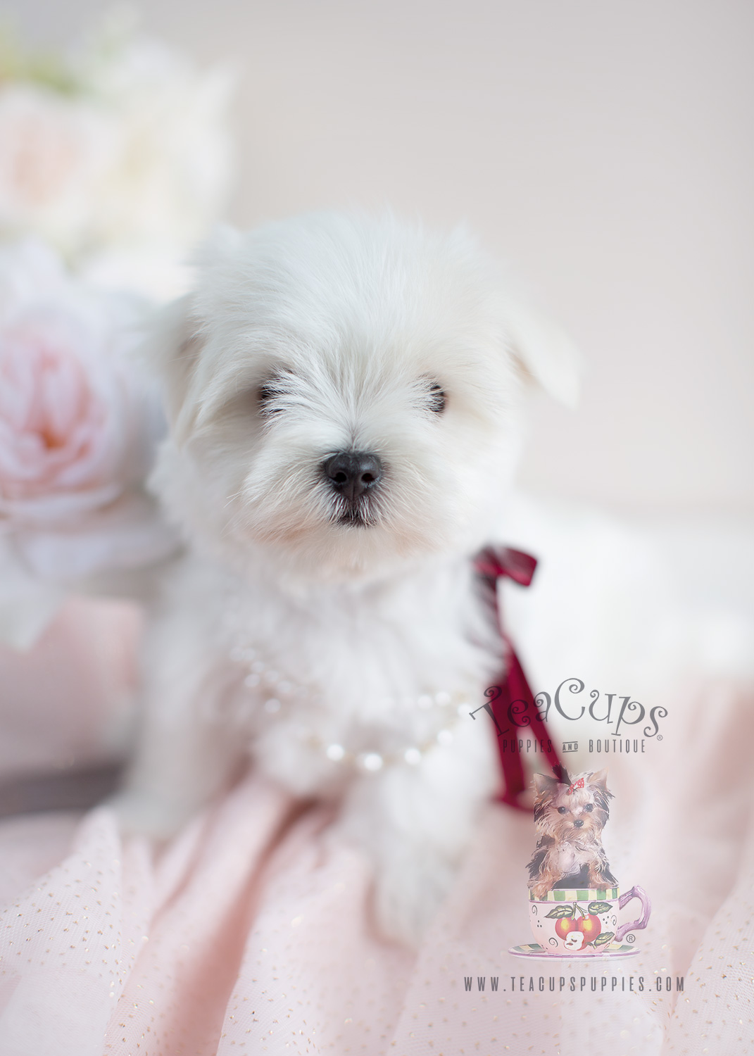 Maltese Breeder Puppies For Sale