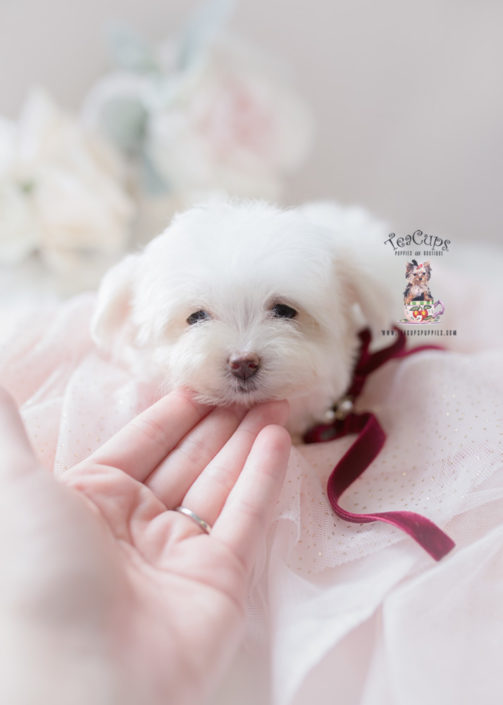 Maltese puppy for sale in South Florida