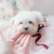 Maltese puppy for sale in South Florida