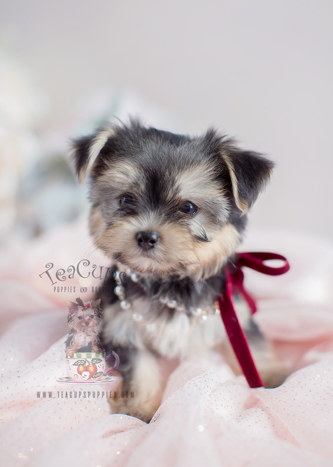 Morkie Puppies For Sale Teacup Puppies