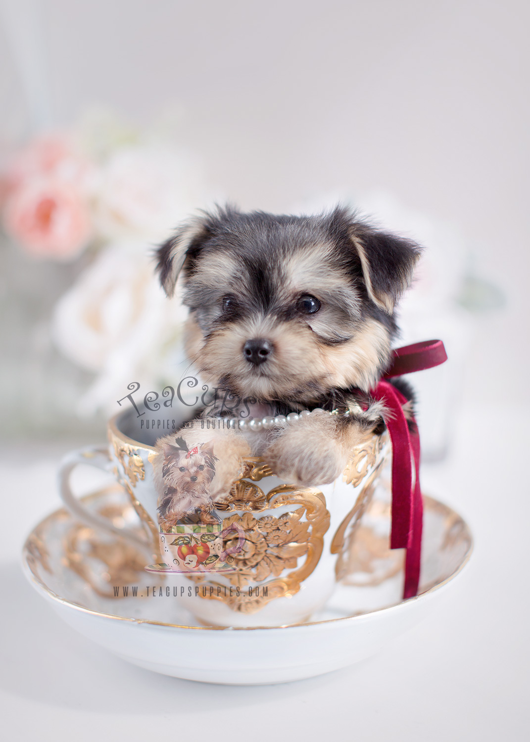 Teacup Morkies For Sale