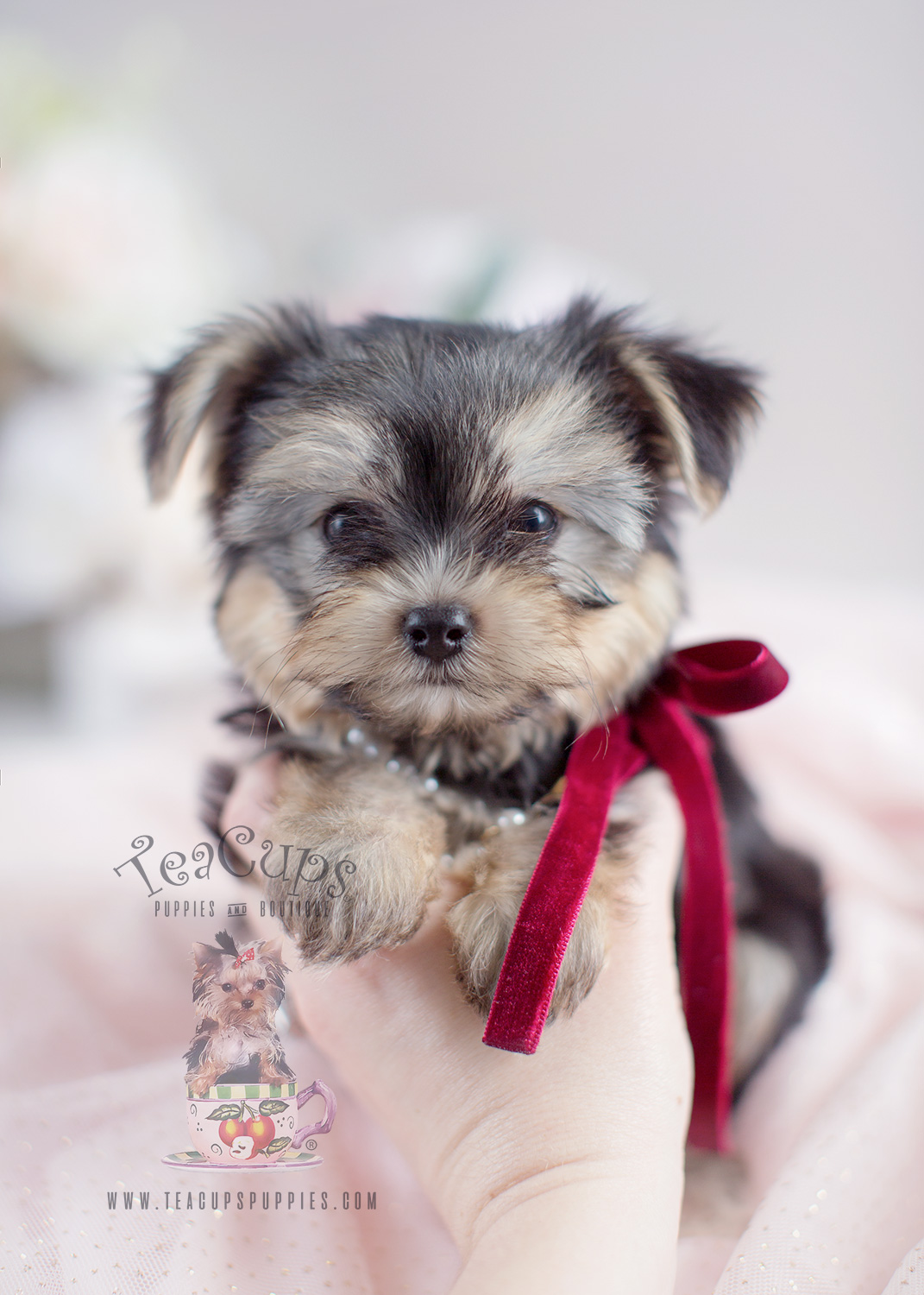 Morkie Puppy For Sale South Florida