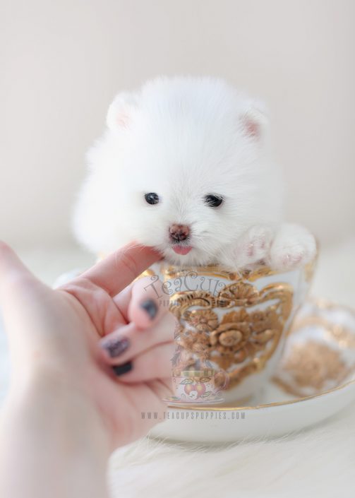 Gorgeous White Pomeranian Puppy