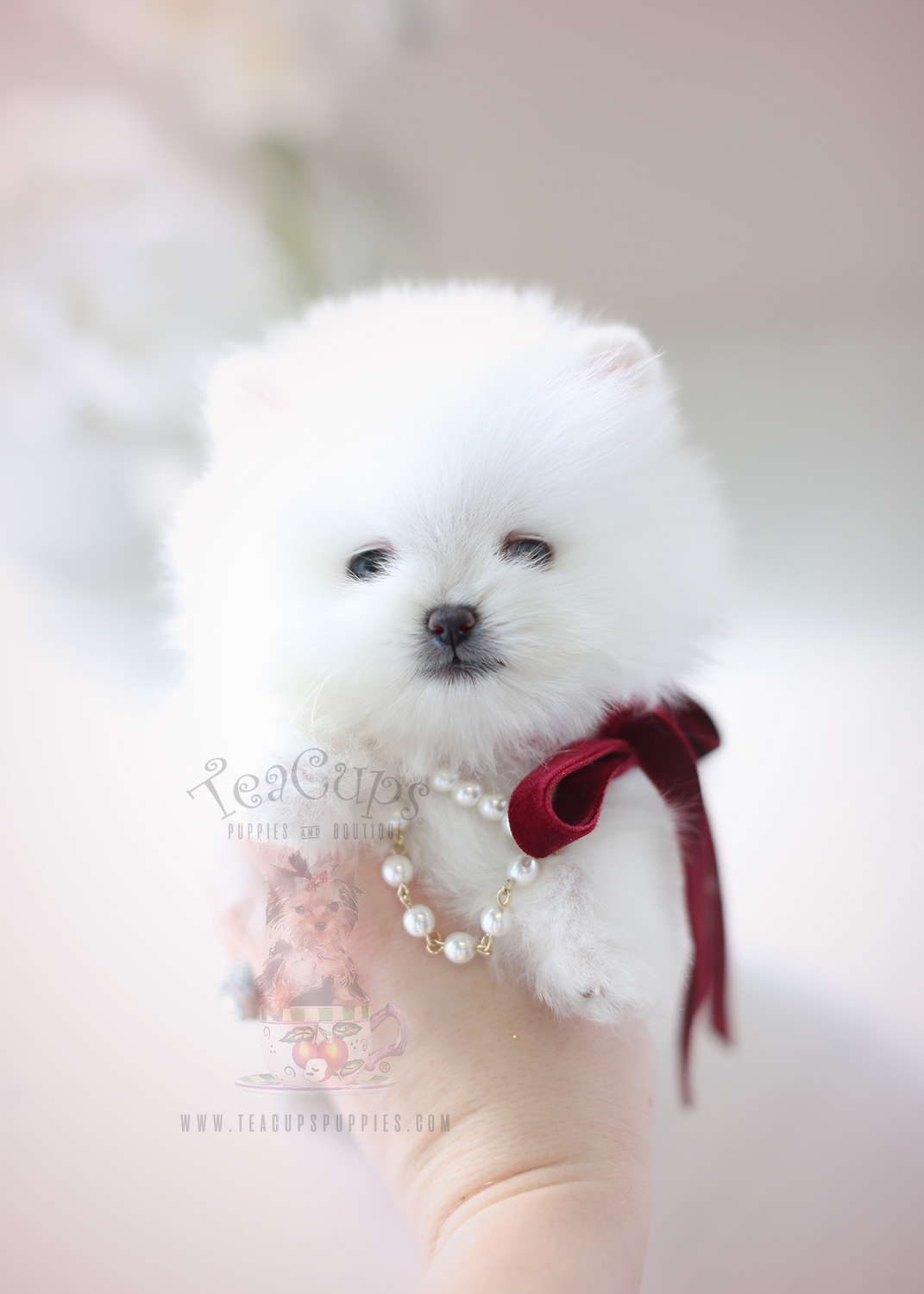 White Teacup Pomeranian Puppies