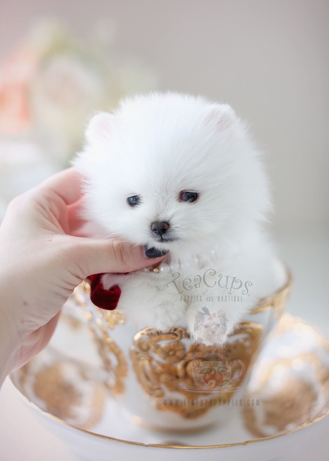 spitz pomeranian teacup