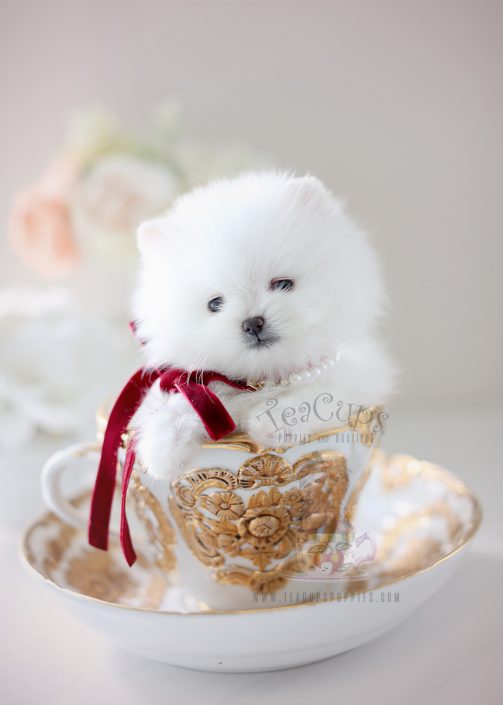 White Teacup Pomeranian by Teacup Puppies