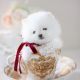 White Teacup Pomeranian by Teacup Puppies