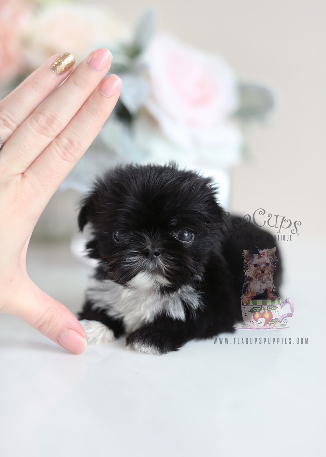 Tiny Shih Tzu Puppies For Sale