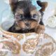 Gorgeous Teacup Yorkie Puppy For Sale #224