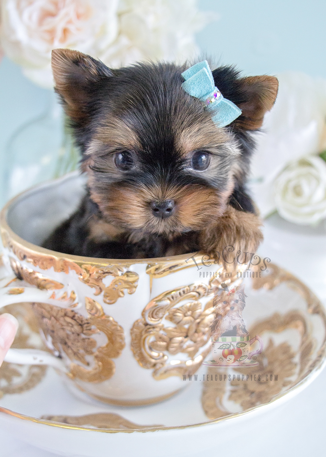 Gorgeous Teacup Yorkie Puppy For Sale #224