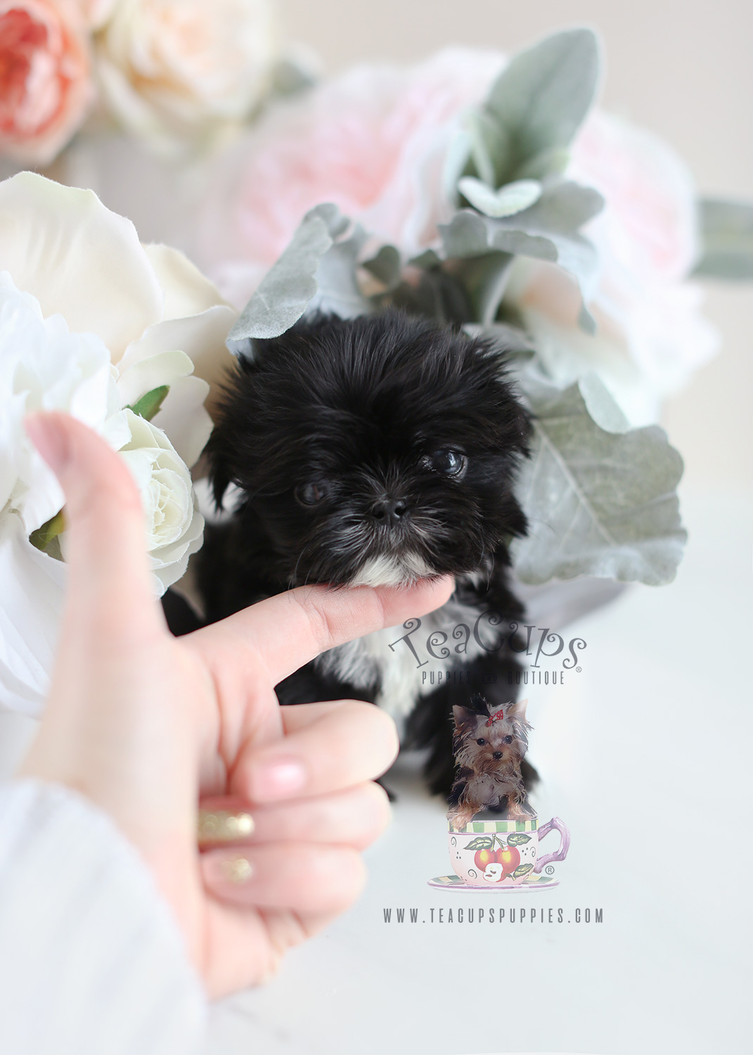 Teacup Puppies and Shih Tzu Puppies For Sale
