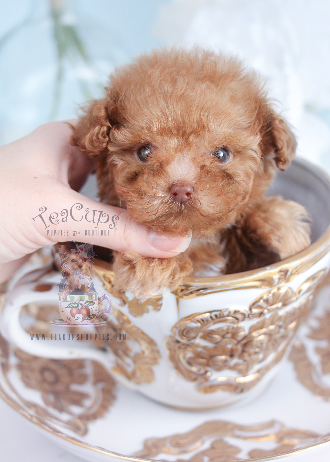 mini teacup poodle puppies