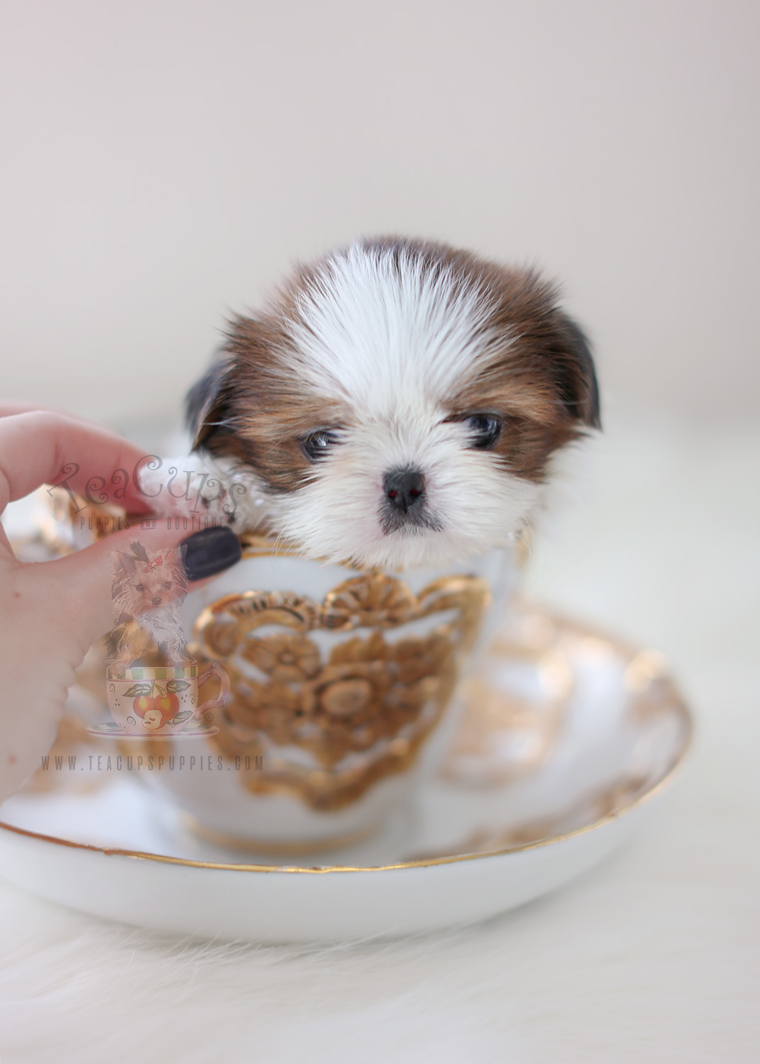 Tiny Shih Tzu Puppy by TeaCup Puppies