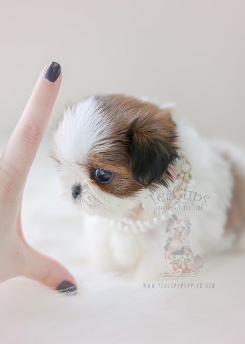 Tiny Type Shih Tzu Puppy ID #001 For Sale
